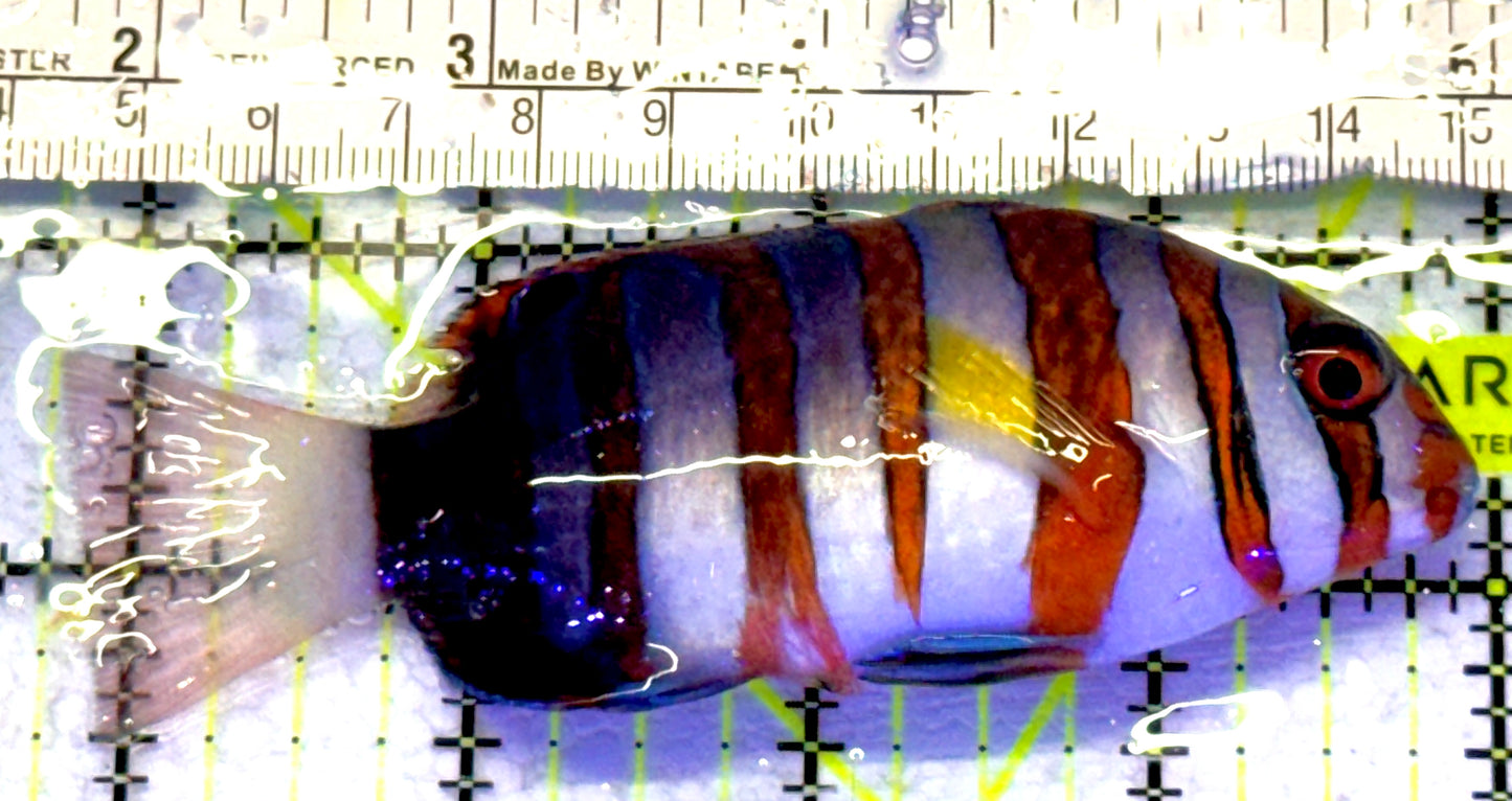 Harlequin Tuskfish HT072301 WYSIWYG Size: L 4.25" approx