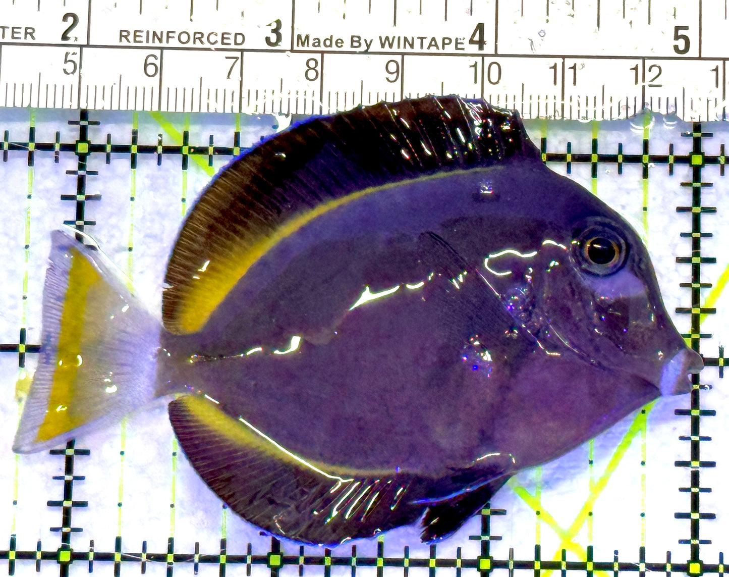 Gold Rim Tang GRT072301 WYSIWYG Size: ML 3.25" approx