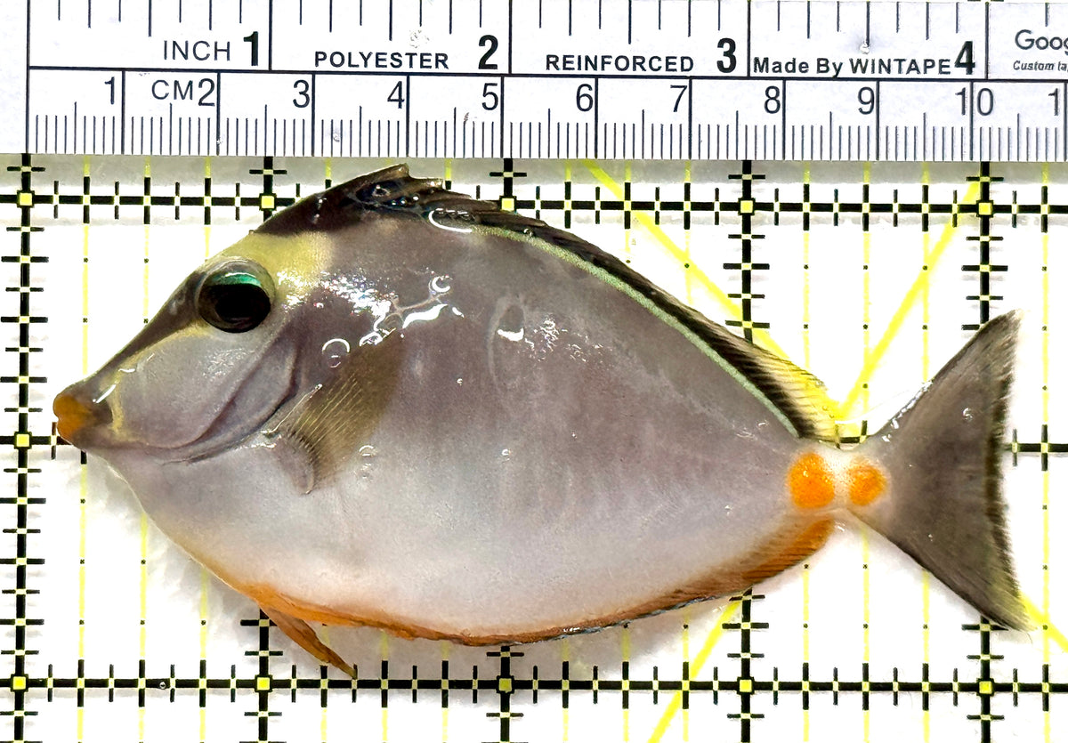 Naso Tang NT102502 WYSIWYG Size: ML 4.25" approx