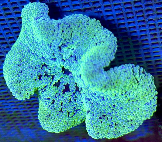 Green Carpet Anemone (Haddoni) GCA093001 WYSIWYG Size: S 2" to 4"