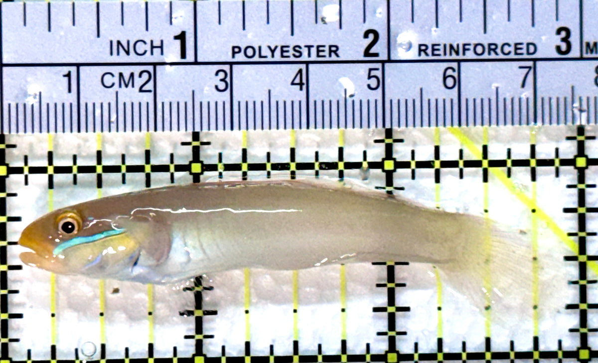 Golden Head Sleeper Goby GHSG102501 WYSIWYG Size: M 3" approx