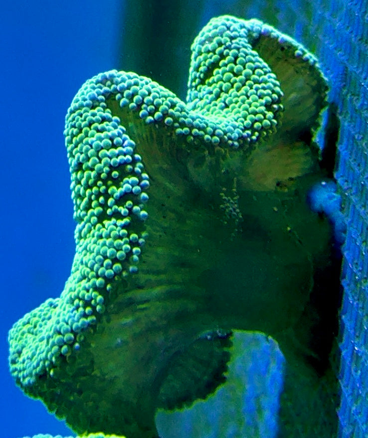 Green Carpet Anemone (Haddoni) GCA093001 WYSIWYG Size: S 2" to 4"