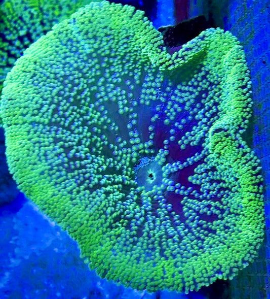 Green Carpet Anemone (Haddoni) GCA093002 WYSIWYG Size: S 2" to 4"