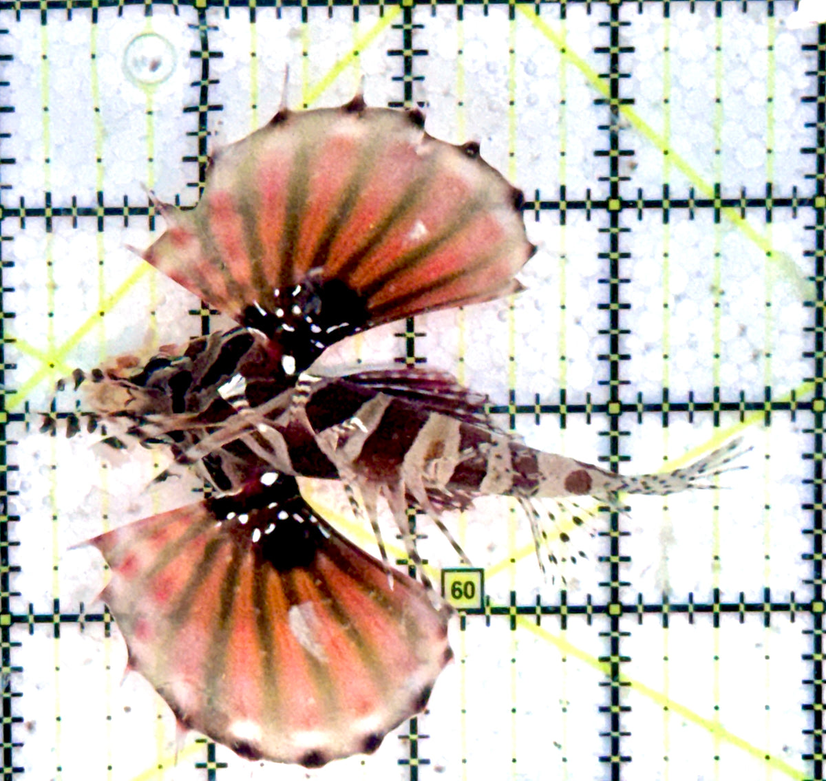 Dwarf Zebra Lionfish DZL102501 WYSIWYG Size: L 3.5" approx