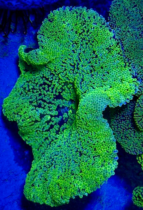 Green Carpet Anemone (Haddoni) GCA093003 WYSIWYG Size: S 2" to 4"