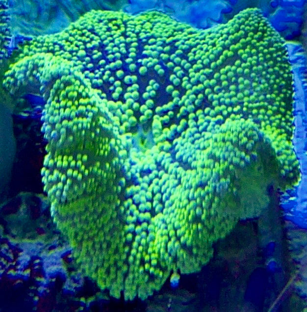 Neon Green Carpet Anemone (Haddoni) NGCA093001 WYSIWYG Size: S 2" to 3"