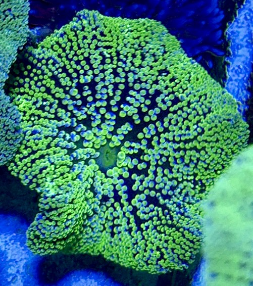 Neon Green Carpet Anemone (Haddoni) NGCA093001 WYSIWYG Size: S 2" to 3"