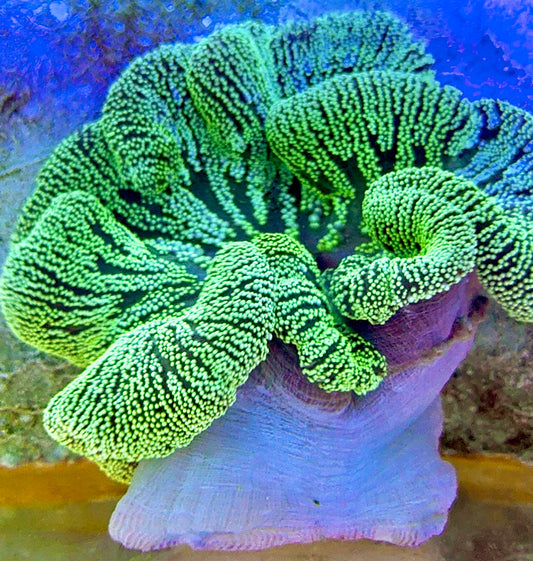 Green Centre Carpet Anemone (Haddoni) GCCA093001 WYSIWYG Size: SHOW XXL 10" and above