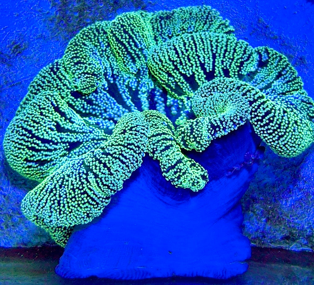Green Centre Carpet Anemone (Haddoni) GCCA093001 WYSIWYG Size: SHOW XXL 10" and above