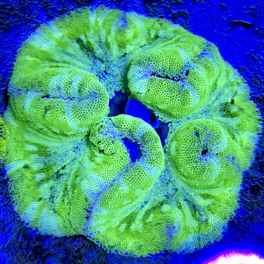 Green Centre Carpet Anemone (Haddoni) GCCA093002 WYSIWYG Size: XL 8" to 10"