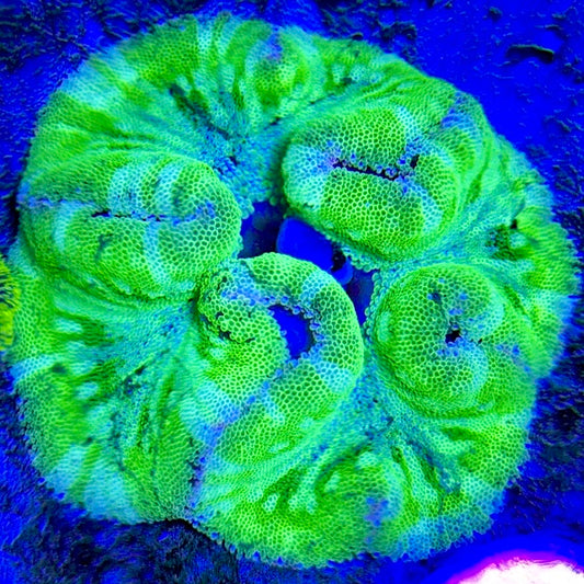 Green Centre Carpet Anemone (Haddoni) GCCA093002 WYSIWYG Size: XL 8" to 10"