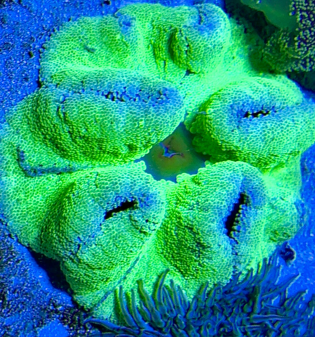 Green Centre Carpet Anemone (Haddoni) GCCA093003 WYSIWYG Size: L 6" to 8"