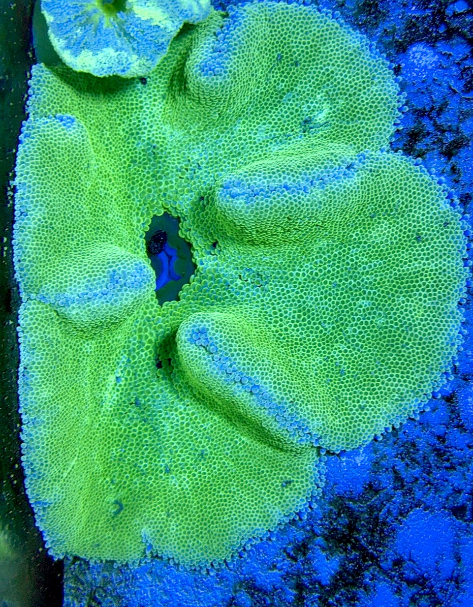 Green Centre Carpet Anemone (Haddoni) GCCA093004 WYSIWYG Size: XL 8" to 10"