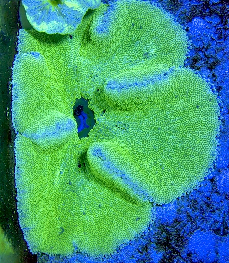Green Centre Carpet Anemone (Haddoni) GCCA093004 WYSIWYG Size: XL 8" to 10"