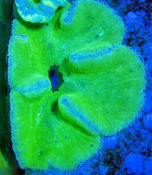 Green Centre Carpet Anemone (Haddoni) GCCA093004 WYSIWYG Size: XL 8" to 10"