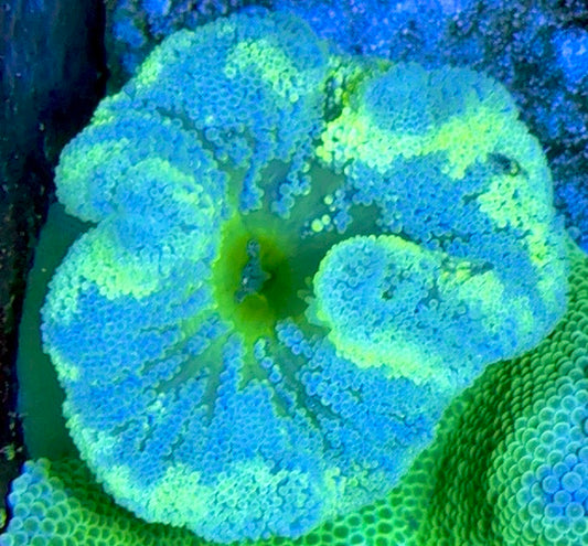 Green Centre Carpet Anemone (Haddoni) GCCA093005 WYSIWYG Size: S 2" to 4"