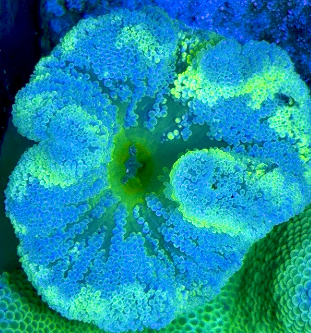 Green Centre Carpet Anemone (Haddoni) GCCA093005 WYSIWYG Size: S 2" to 4"