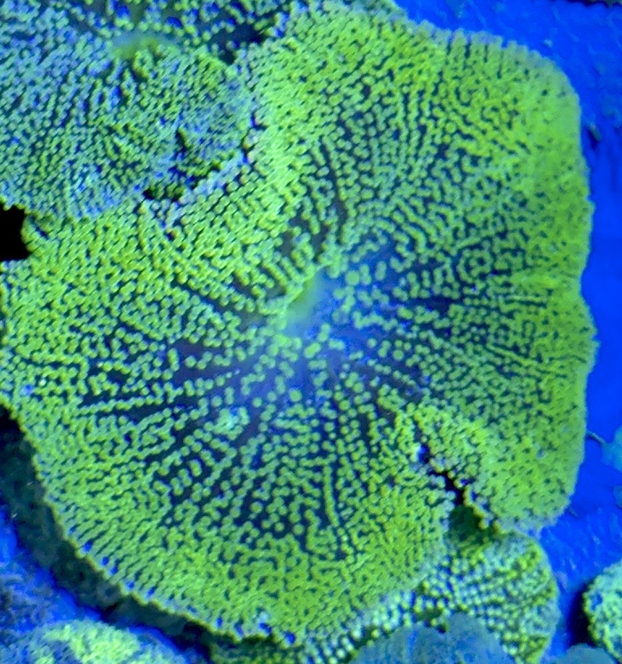 Green Carpet Anemone (Haddoni) GCA093004 WYSIWYG Size: S 2" to 4"