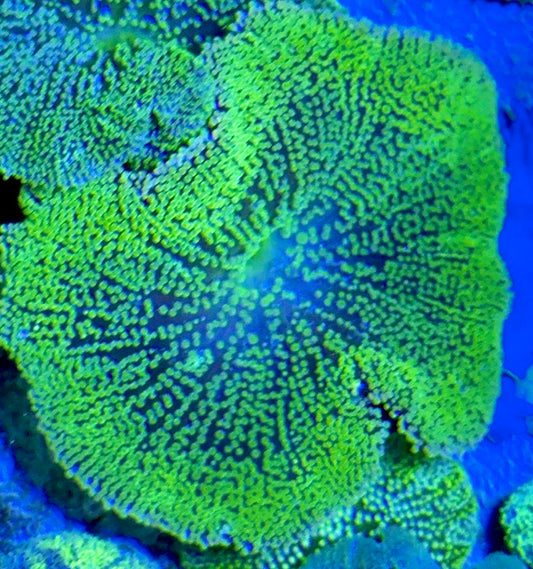Green Carpet Anemone (Haddoni) GCA093004 WYSIWYG Size: S 2" to 4"