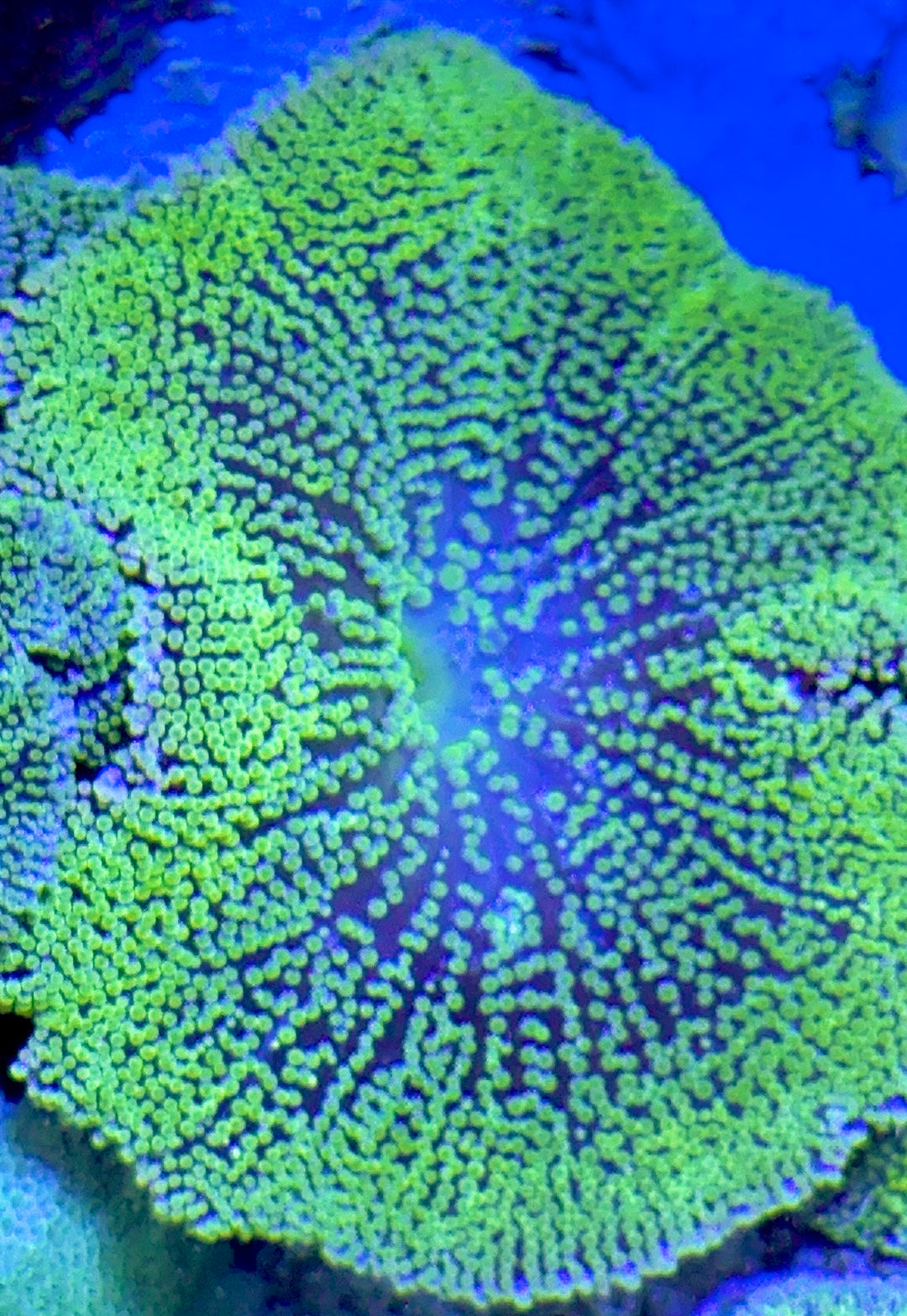 Green Carpet Anemone (Haddoni) GCA093004 WYSIWYG Size: S 2" to 4"
