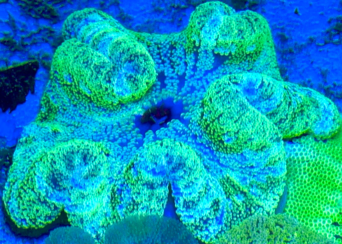 Striped Carpet Anemone (Haddoni) SCA093001 WYSIWYG Size: XL 6" to 8"