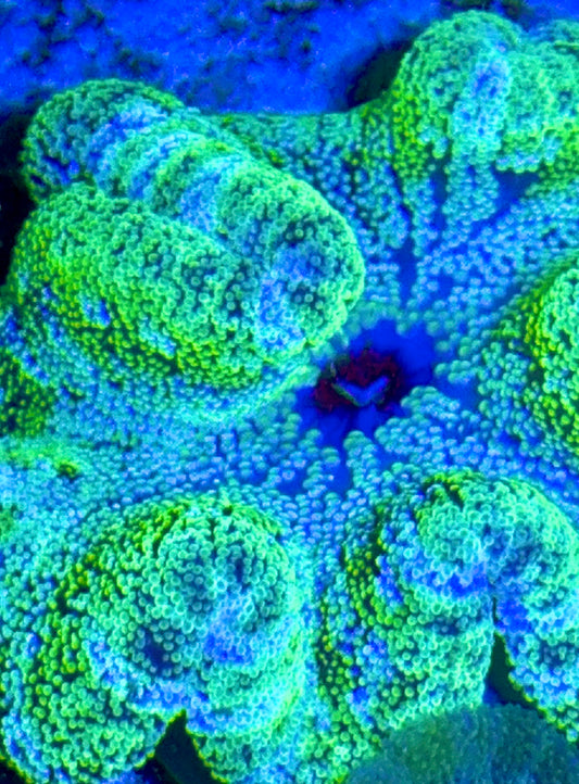 Striped Carpet Anemone (Haddoni) SCA093001 WYSIWYG Size: XL 6" to 8"