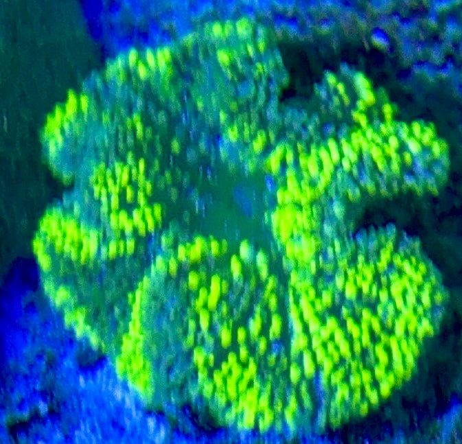Neon Green Carpet Anemone (Haddoni) NGCA093002 WYSIWYG Size: T 2" and below