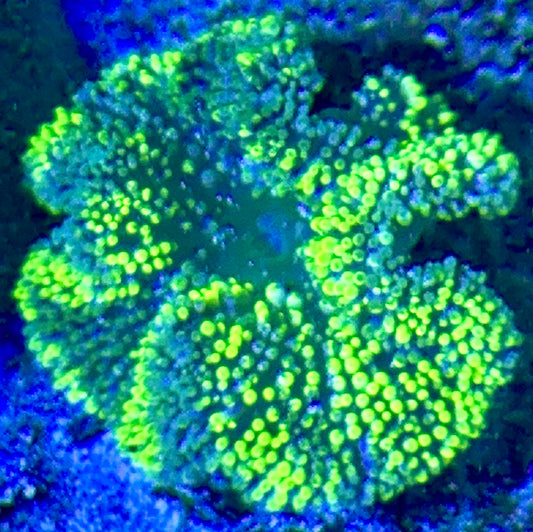 Neon Green Carpet Anemone (Haddoni) NGCA093002 WYSIWYG Size: T 2" and below