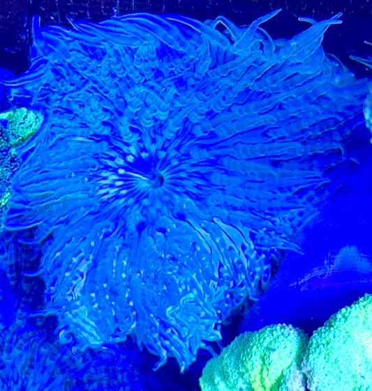 White Beaded Sand Anemone WBSA093001 WYSIWYG Size: L 4" to 5"