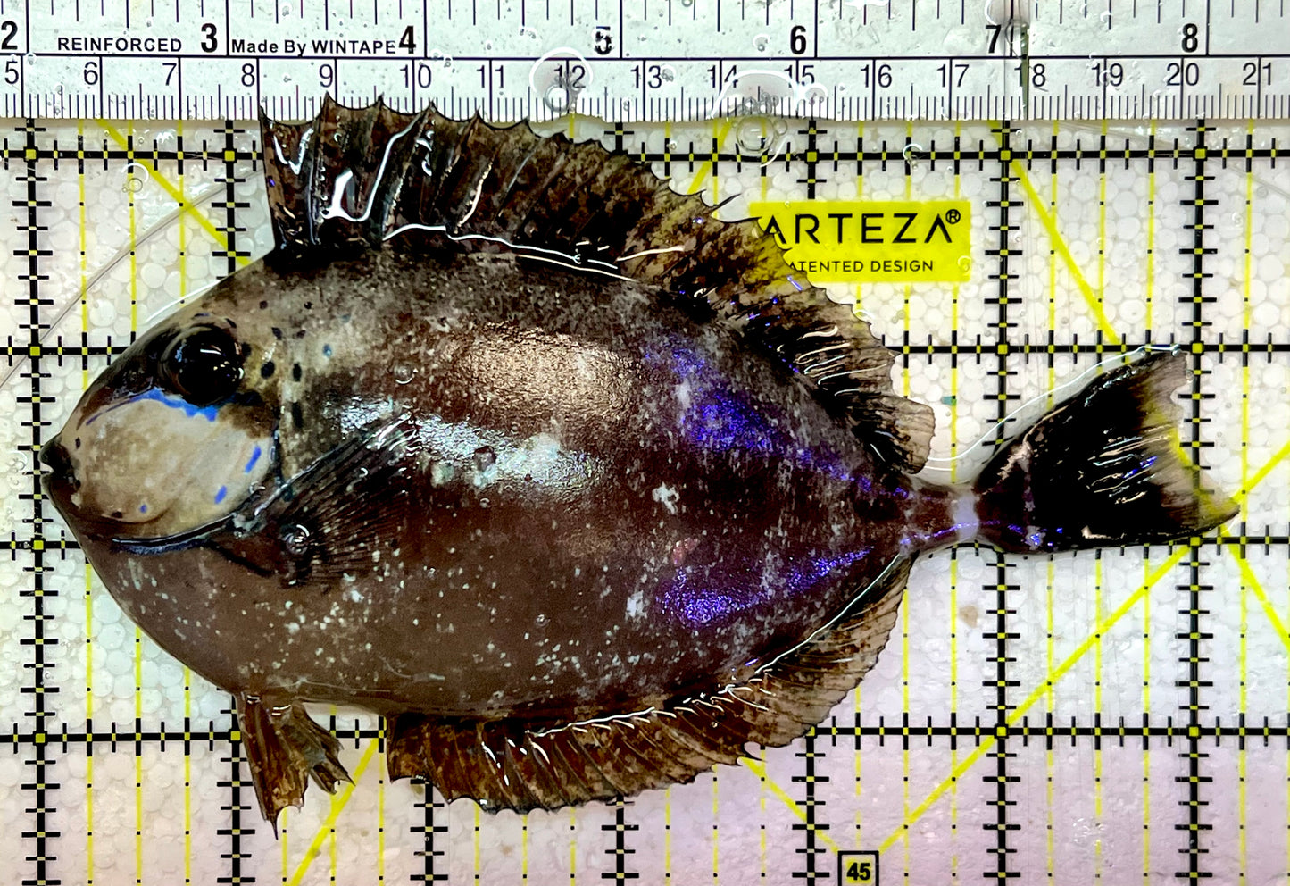 Vlamingi Unicorn Tang VUT051401 WYSIWYG Size: L 6"