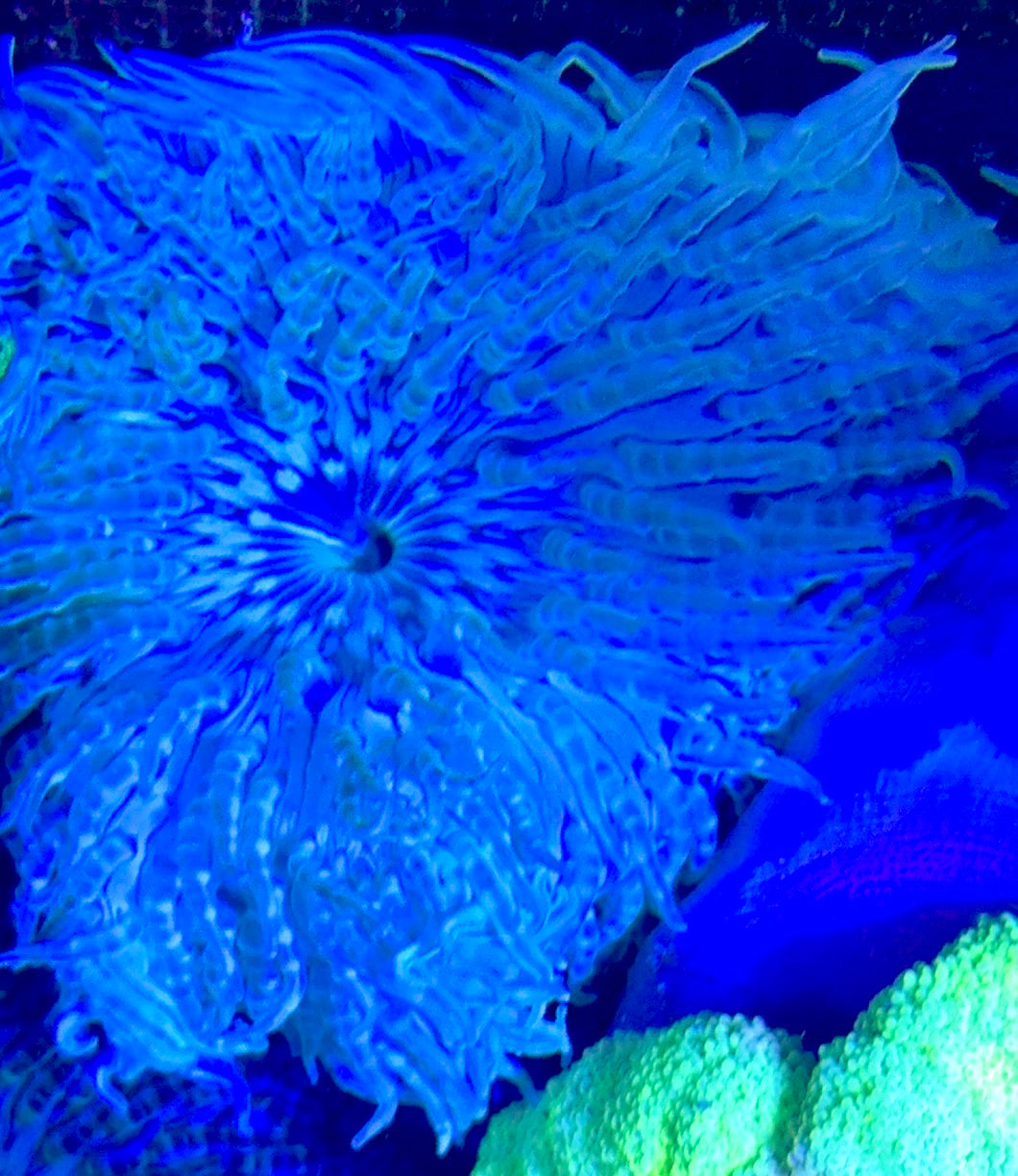 White Beaded Sand Anemone WBSA093001 WYSIWYG Size: L 4" to 5"