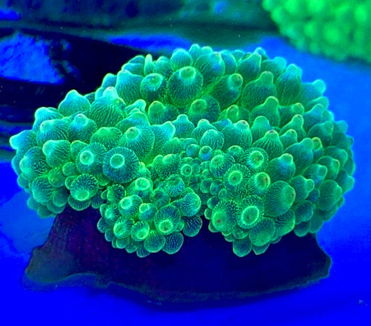 Green Starlight Bubble Tip Anemone GSBA093001 WYSIWYG Size: XL 4" to 5"