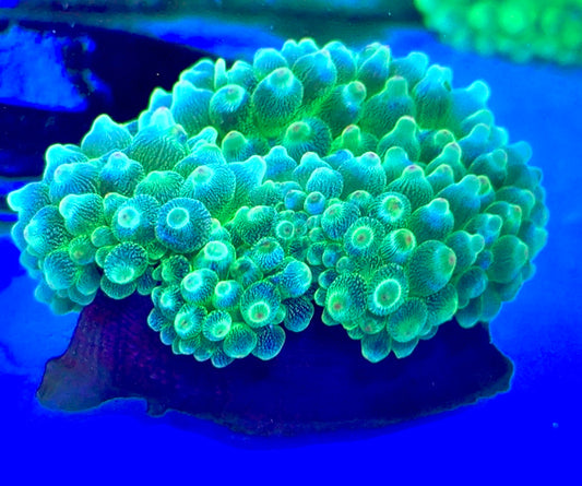 Green Starlight Bubble Tip Anemone Size: XXL 5" to 6"