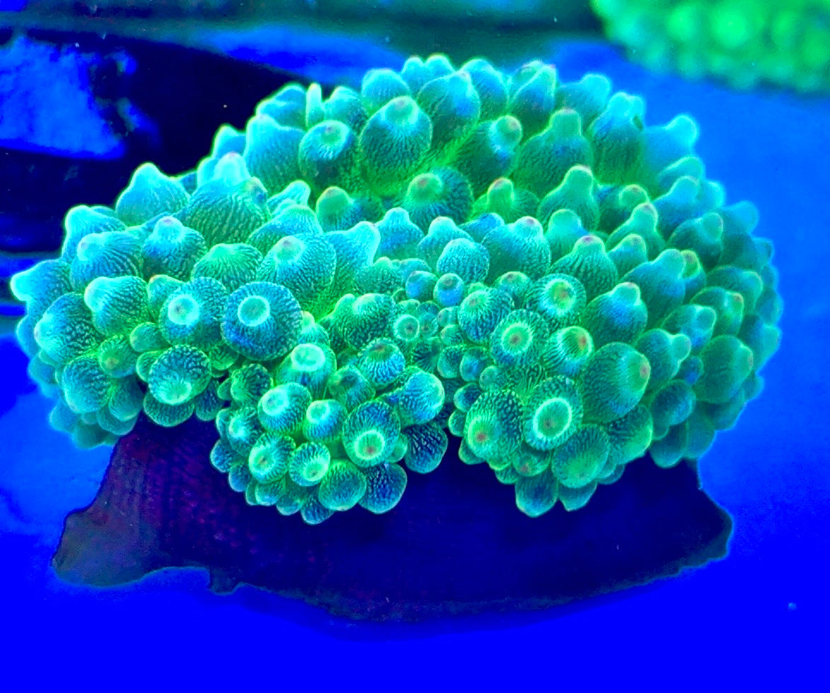 Green Starlight Bubble Tip Anemone GSBA093001 WYSIWYG Size: XL 4" to 5"