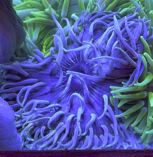 Blue Long Tentacle Anemone BLTA100101 WYSIWYG Size : XXL/Show 11' and Above