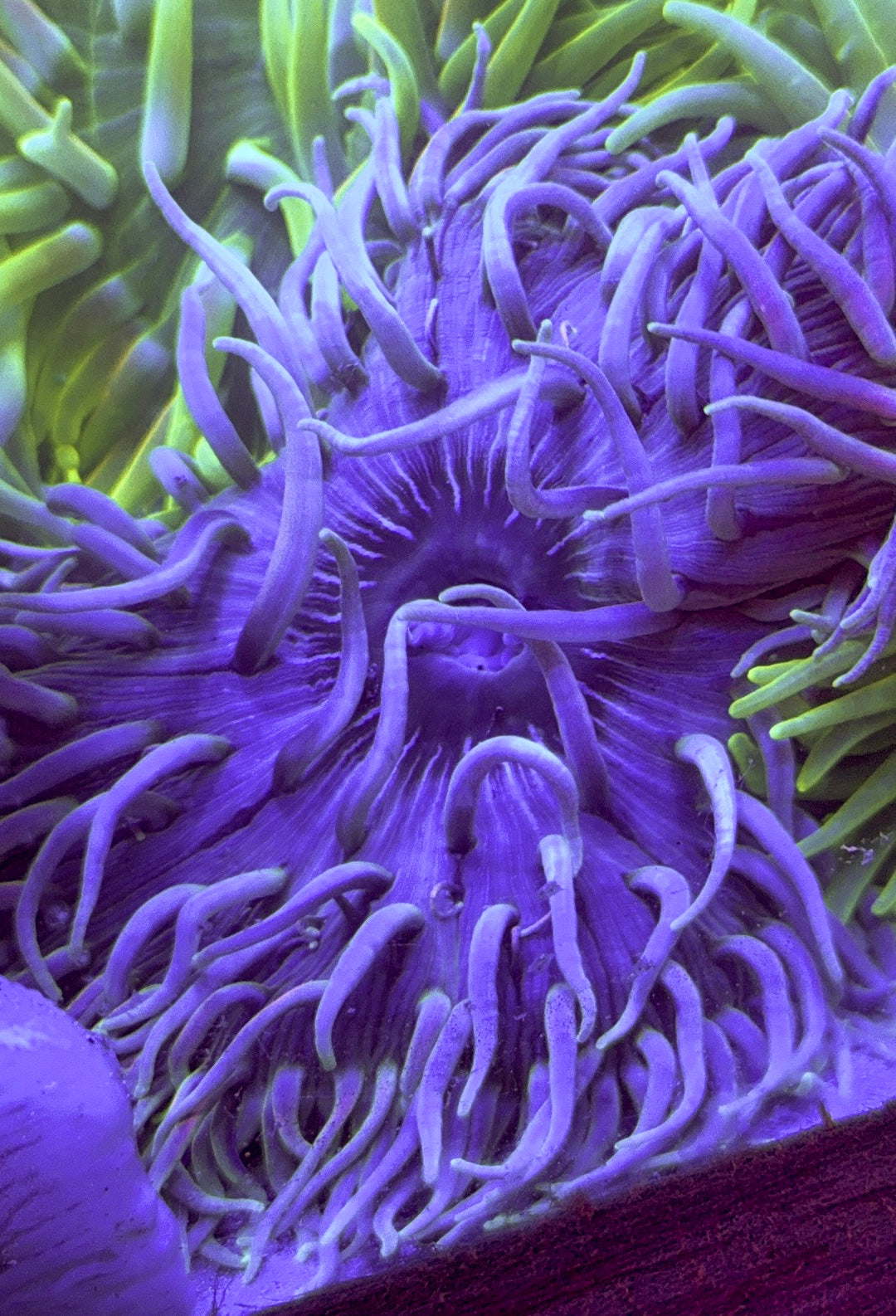 Blue Long Tentacle Anemone BLTA100101 WYSIWYG Size : XXL/Show 11' and Above