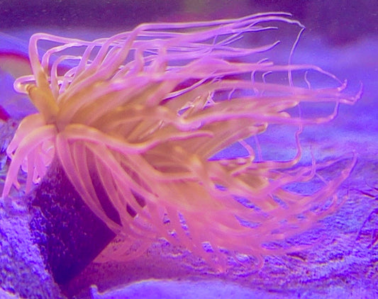 Ultra Orange Tube Anemone