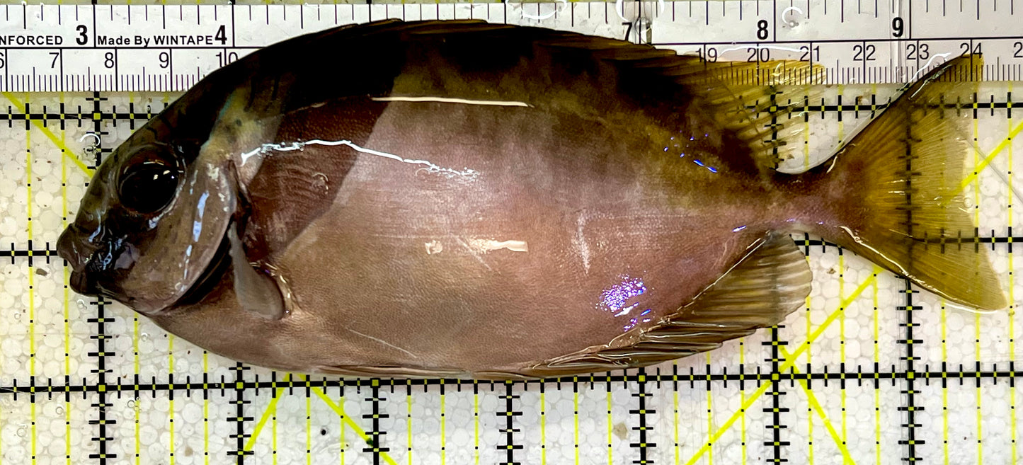 Scribbled Rabbitfish SRF051401 WYSIWYG Size: Show XXL 7”