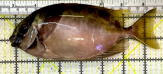 Scribbled Rabbitfish SRF051401 WYSIWYG Size: Show XXL 7”