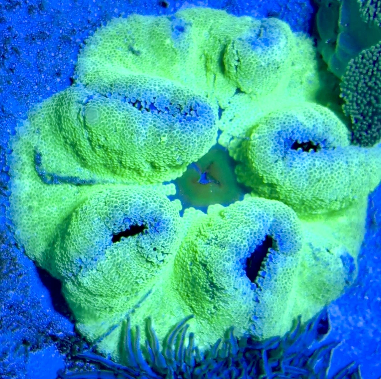 Green Centre Carpet Anemone (Haddoni) GCCA093003 WYSIWYG Size: L 6" to 8"