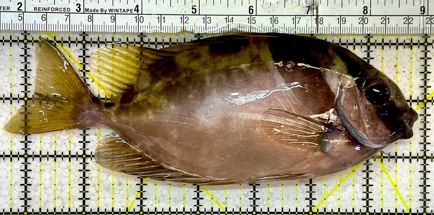 Scribbled Rabbitfish SRF051401 WYSIWYG Size: Show XXL 7”