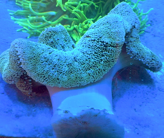 Green Carpet Anemone (Haddoni) GCA100101 WYSIWYG Size: XL 8" to 10"