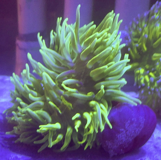 Green Long Tentacle Anemone GLTA100101 WYSIWYG Size : XXL/Show 11' and Above