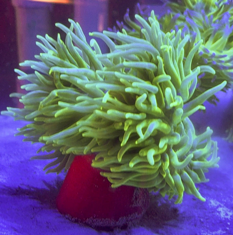Green Long Tentacle Anemone GLTA100101 WYSIWYG Size : XXL/Show 11' and Above