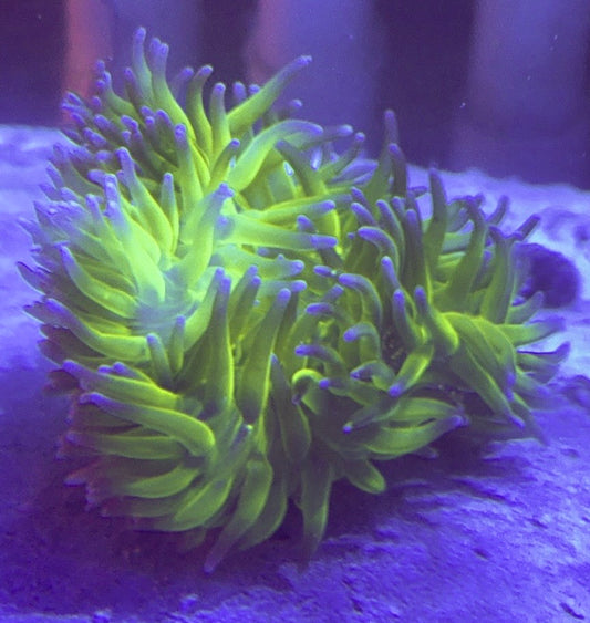 Blue Tip Green Long Tentacle Anemone BTGLTA100101 WYSIWYG Size XL: 9" to 11"