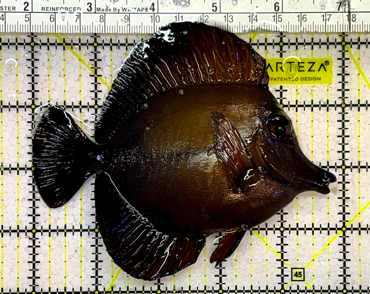 Scopas Tang ST051501 WYSIWYG Size: L 5"
