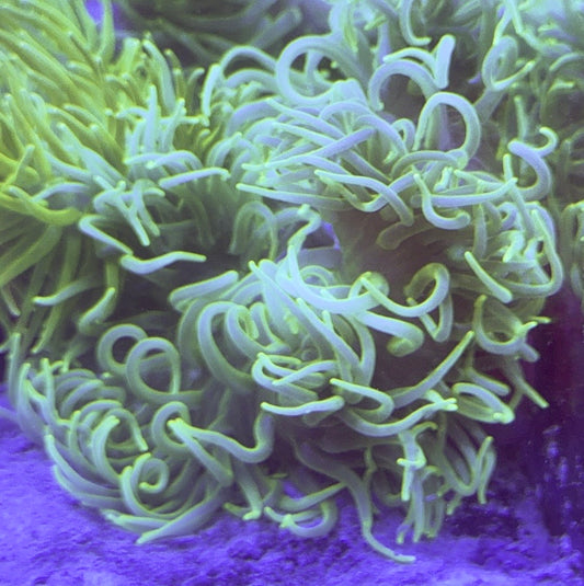 Green Long Tentacle Anemone GLTA100102 WYSIWYG Size : XXL/Show 11' and Above