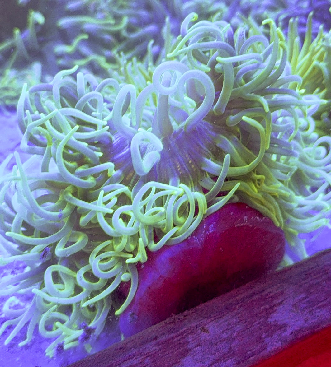 Green Long Tentacle Anemone GLTA100102 WYSIWYG Size : XXL/Show 11' and Above