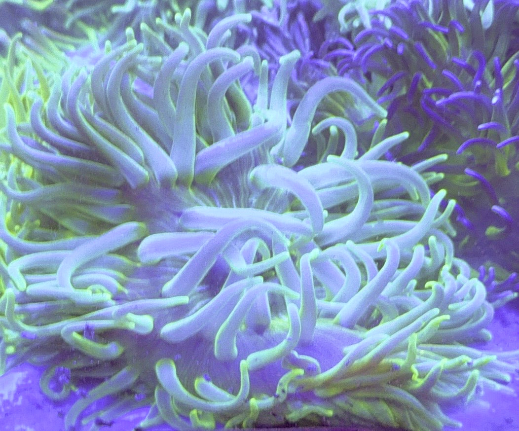 Green Long Tentacle Anemone GLTA100103 WYSIWYG Size : XXL/Show 11' and Above