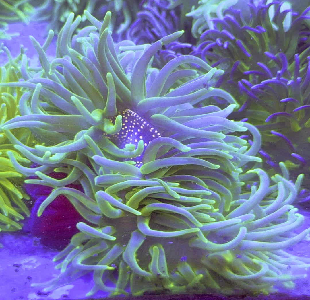 Green Long Tentacle Anemone GLTA100103 WYSIWYG Size : XXL/Show 11' and Above